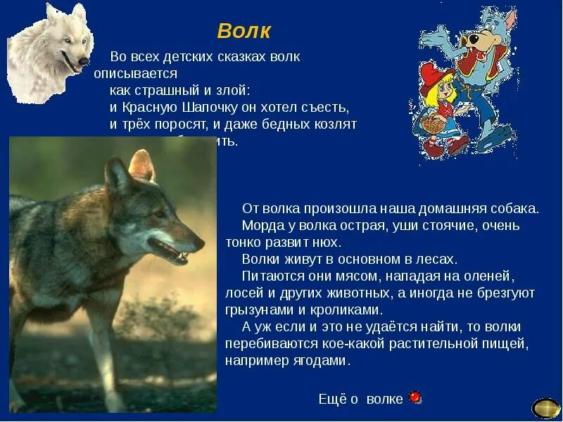 История о волках. Описание волка. Волк описание животного. Краткое описание Волков.