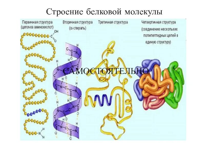 Какое строение белков. Структура белков химия. нарушение структуры белка. вто структура белков. какие связи в первичной структуре белка.