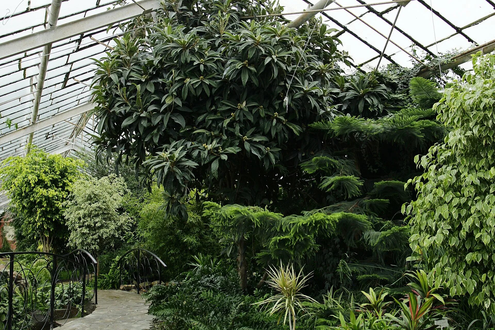 Ботанический сад волжский сайт. Ботанический сад волгоград краснооктябрьский район. Волгоградский региональный ботанический сад. Волжская оранжерея волжский. Ботанический сад волжский.