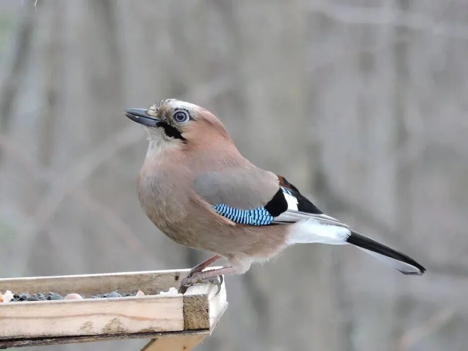 Название птиц сойка. Сойка garrulus glandarius. птица сойка в удмуртии. сойка подмосковная. птицы удмуртии зяблик.