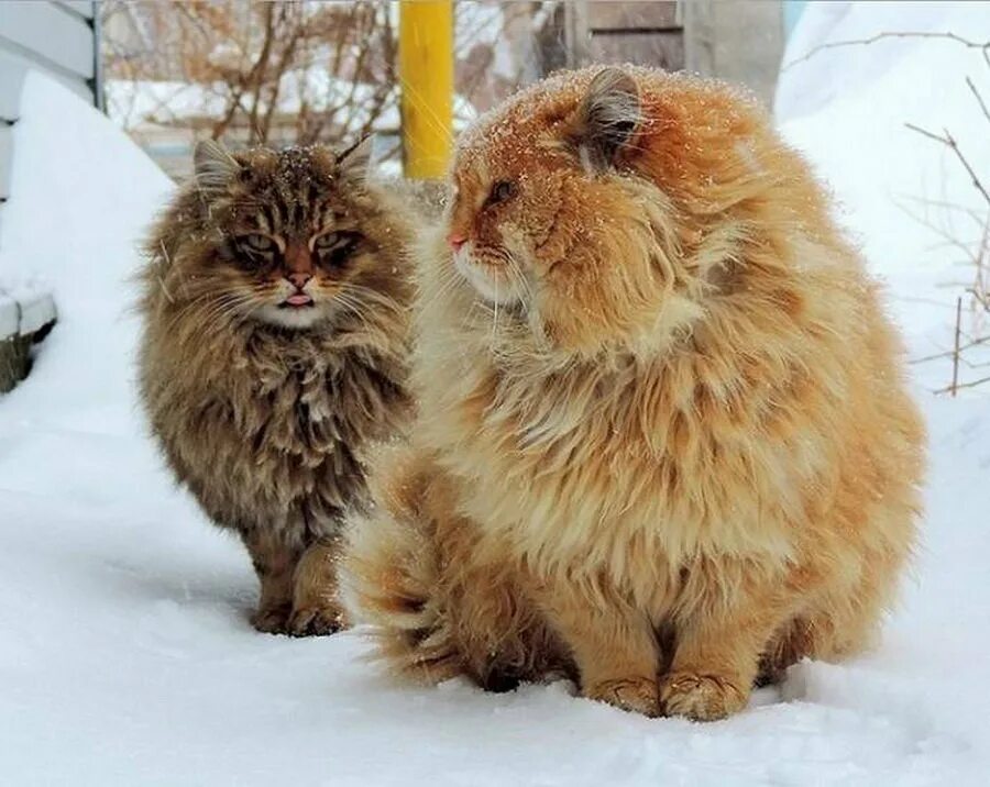 Шерстка летом