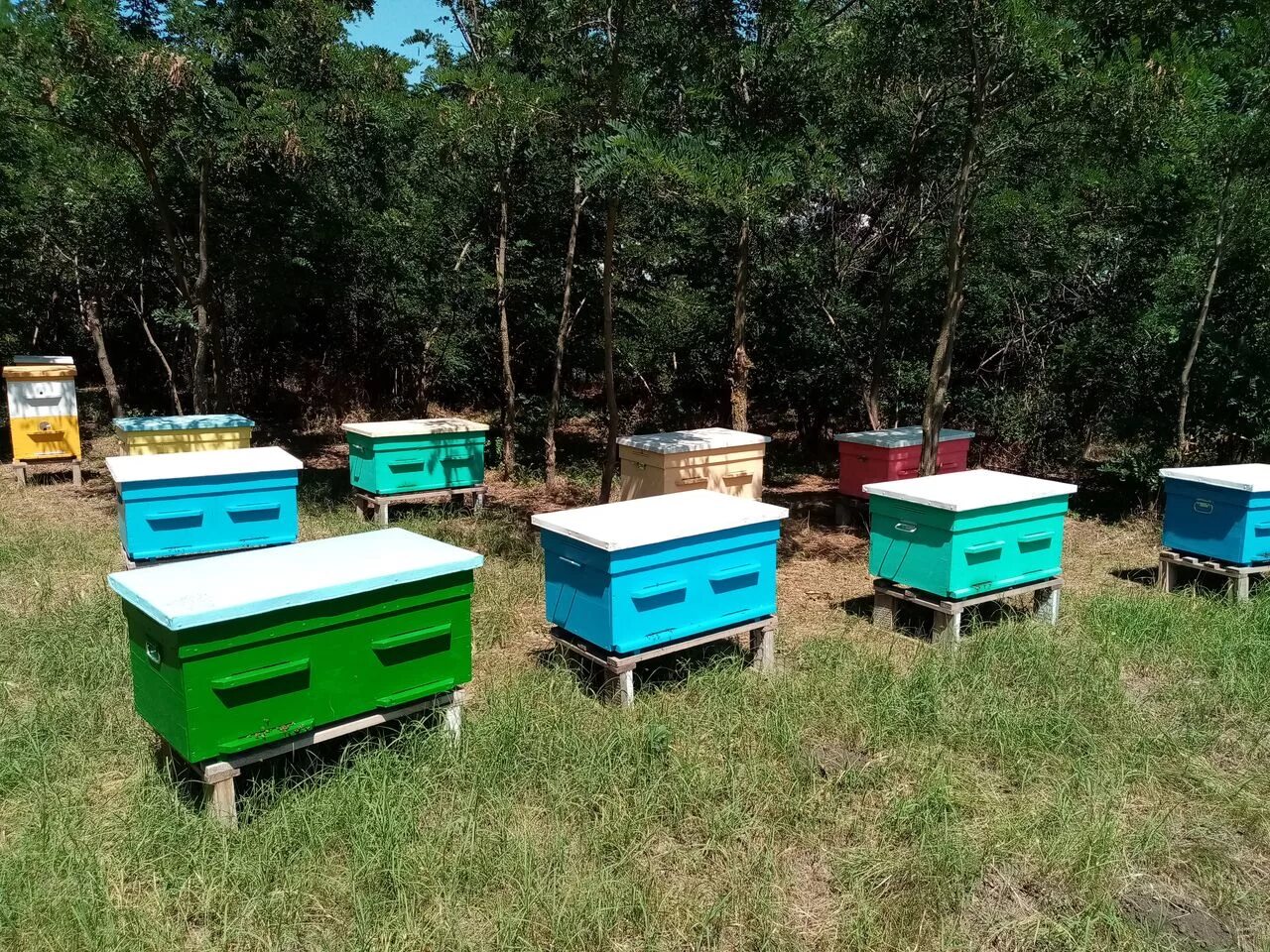 Купить пчелосемьи в воронежской области 2024 году. Пчелопакеты 2022. Пчелопакеты 2018. Пчеловодство в Иркутской. Горизонтальный улей.