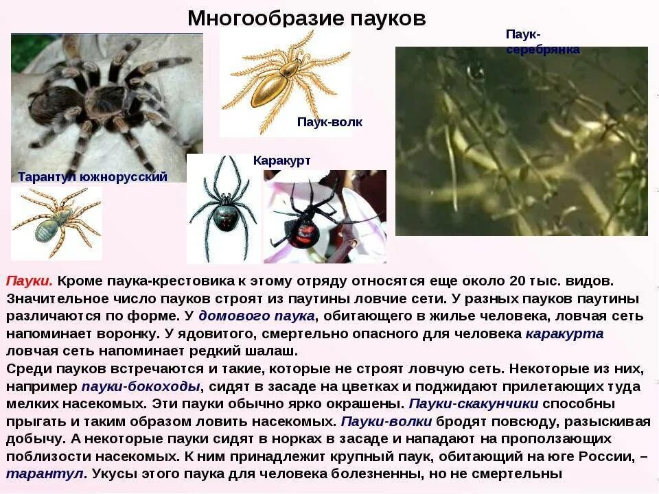 Проект по окружающему миру 4 класс пауки Картинки СТИХ ПРО ПАУКА