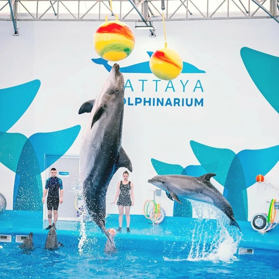 Дельфинарий паттайя. Дельфинарий Тайланд. Pattaya Dolphinarium. Дельфинарий в Паттайе Тайланд. Дельфинарий в Паттайя с розовыми дельфинами.