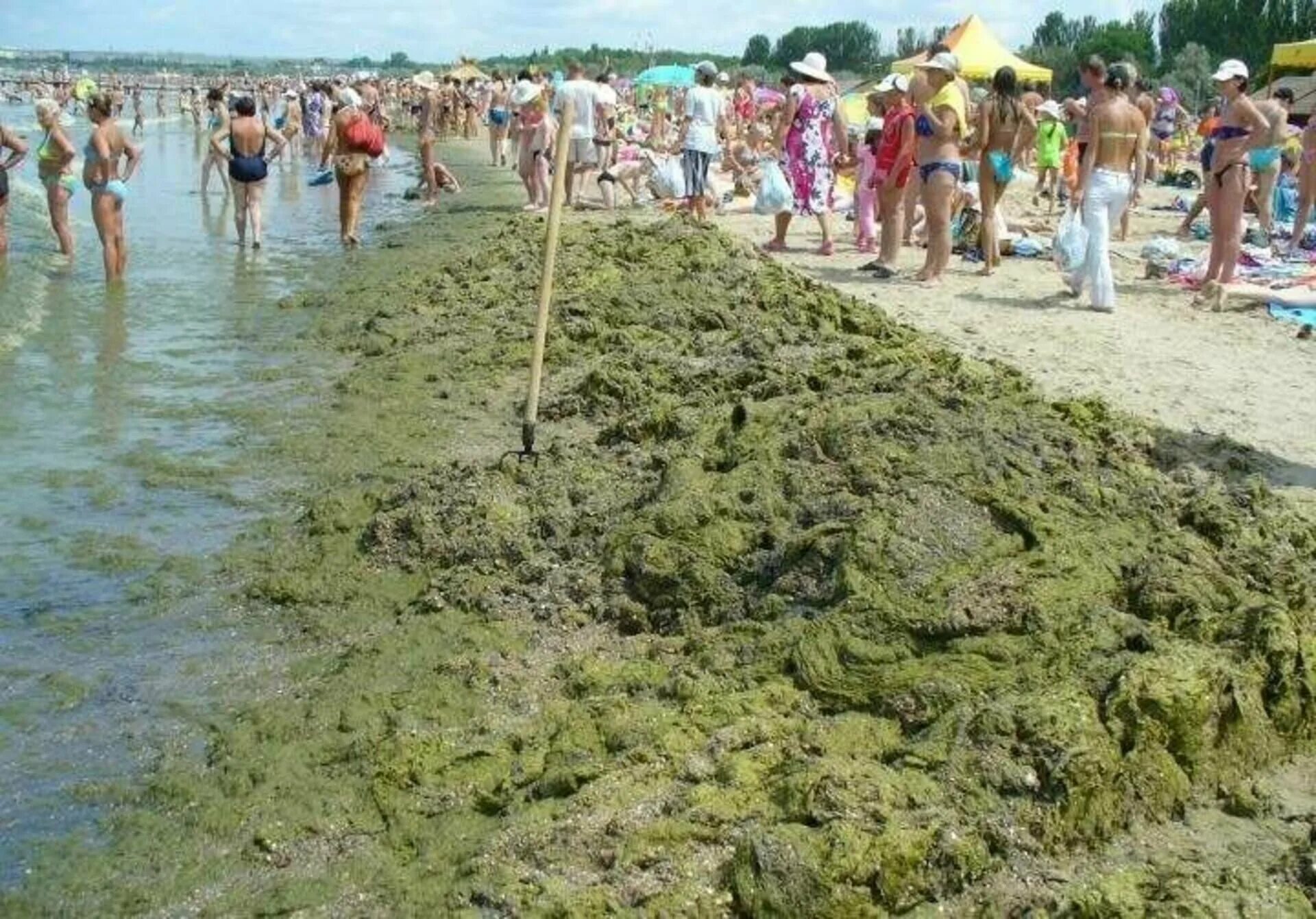 Анапа Витязево море цветет. Цветение моря Витязево Анапа. Черное море цветет Анапа. Цветение моря в Витязево. В анапе есть вода