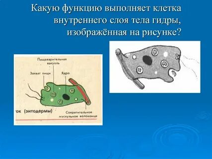 Какие утверждения верны клетка простейших выполняет