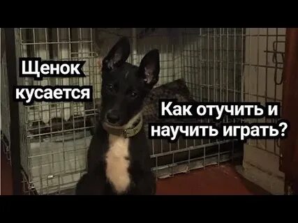 Щенок прыгает и кусается