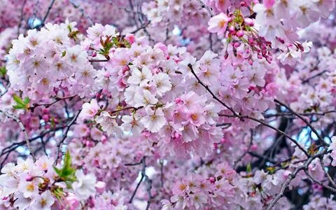 Картинки весна цветущие деревья