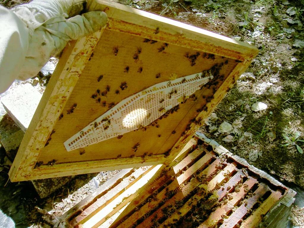 Купить пчел на озоне. Пчелоудалитель Квебек. Квебек удалитель пчел. Удалитель пчел "Porter Bee". Пчелоудалитель лепестковый.