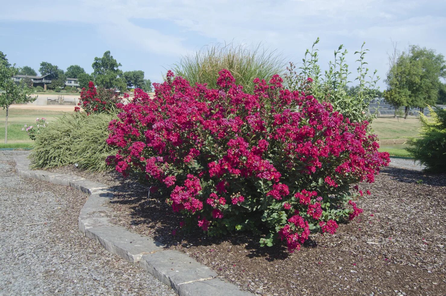 Кустарники которые цветут все лето. Лагерстремия р9. Lagerstroemia Dwarf Pink Crape Myrtle. Севилья кустарник.