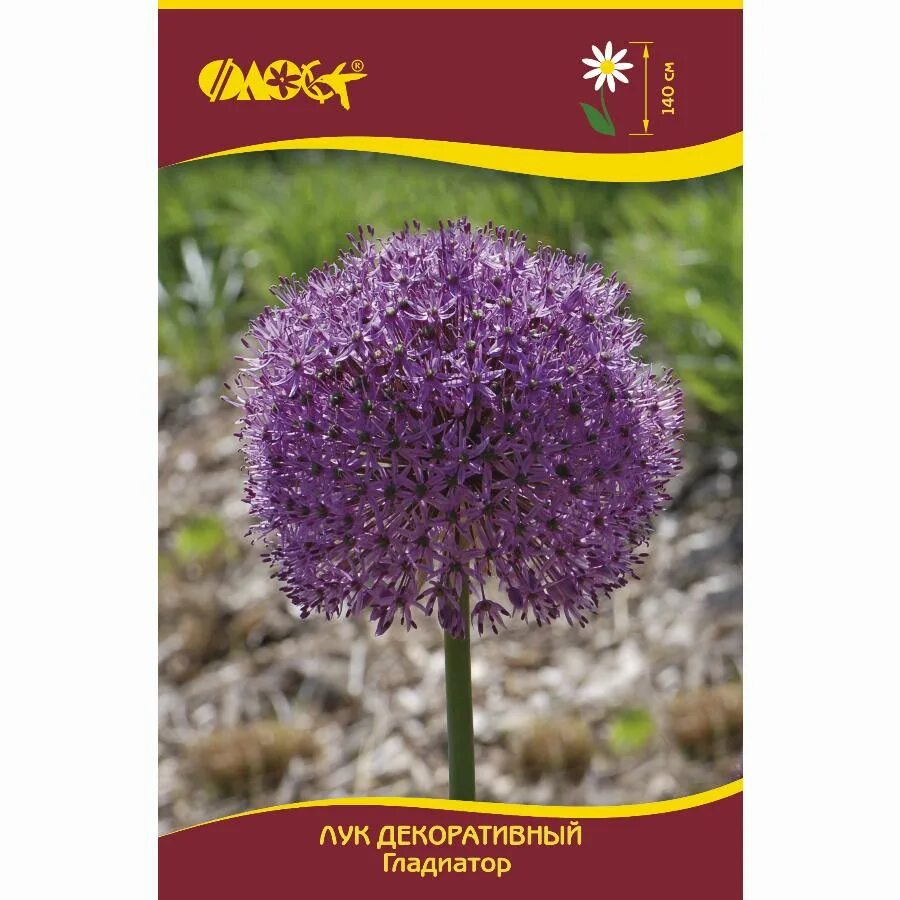 Allium Ambassador Allium flowers, Summer flowers to plant, Garden bulbs