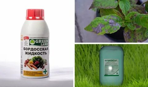 Малину можно обрабатывать бордосской жидкостью