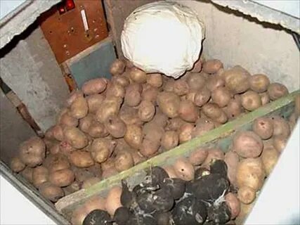 Закладка клубней на хранение