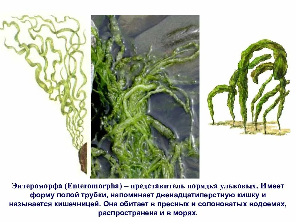 Слоевище зеленых водорослей. Энтероморфа водоросль. Зеленая водоросль энтероморфа. Энтероморфа кишечница водоросль. Черноморская энтероморфа.