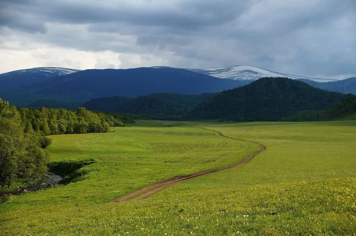 Алтайский край предгорье. Парк предгорье Алтая. Луга Алтая горный Алтай. Горный Алтай разнотравье Долина Чарыш. Бесплатный сайт алтайский край