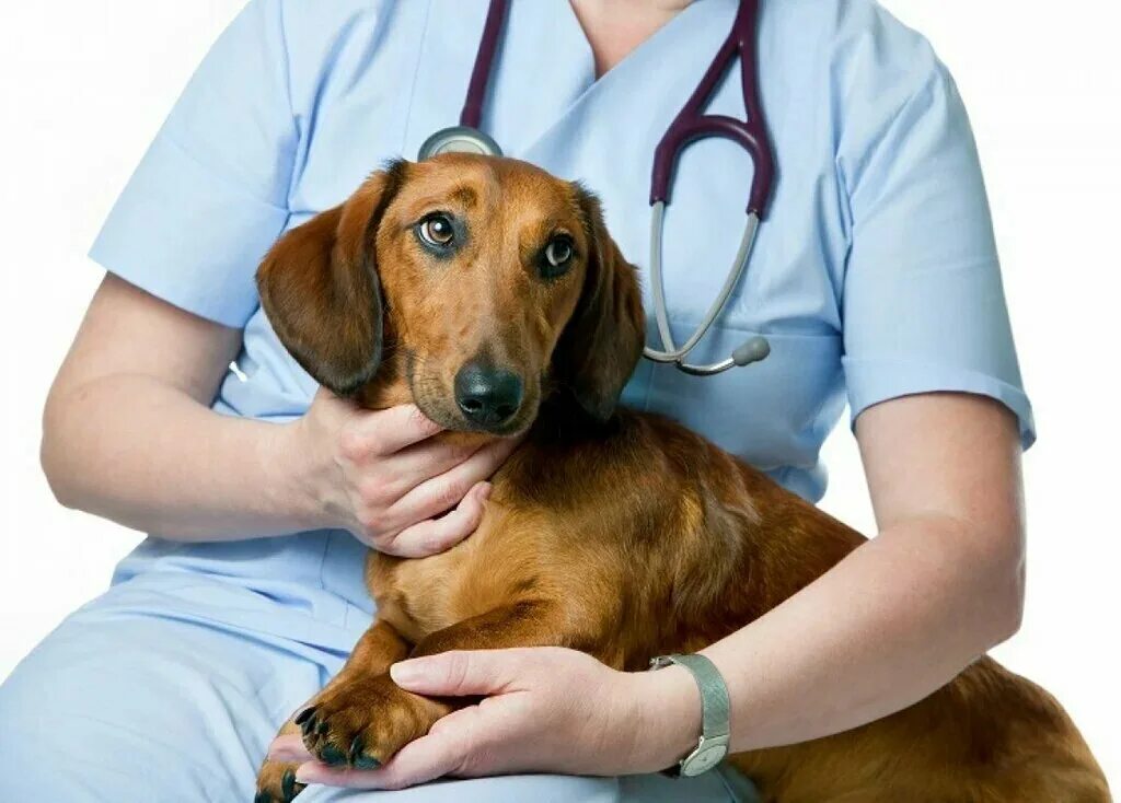 Pet clinic. Собака Ветеринария. Ветеринар с собакой. Терапия животных. Собака в ветеринарной клинике.