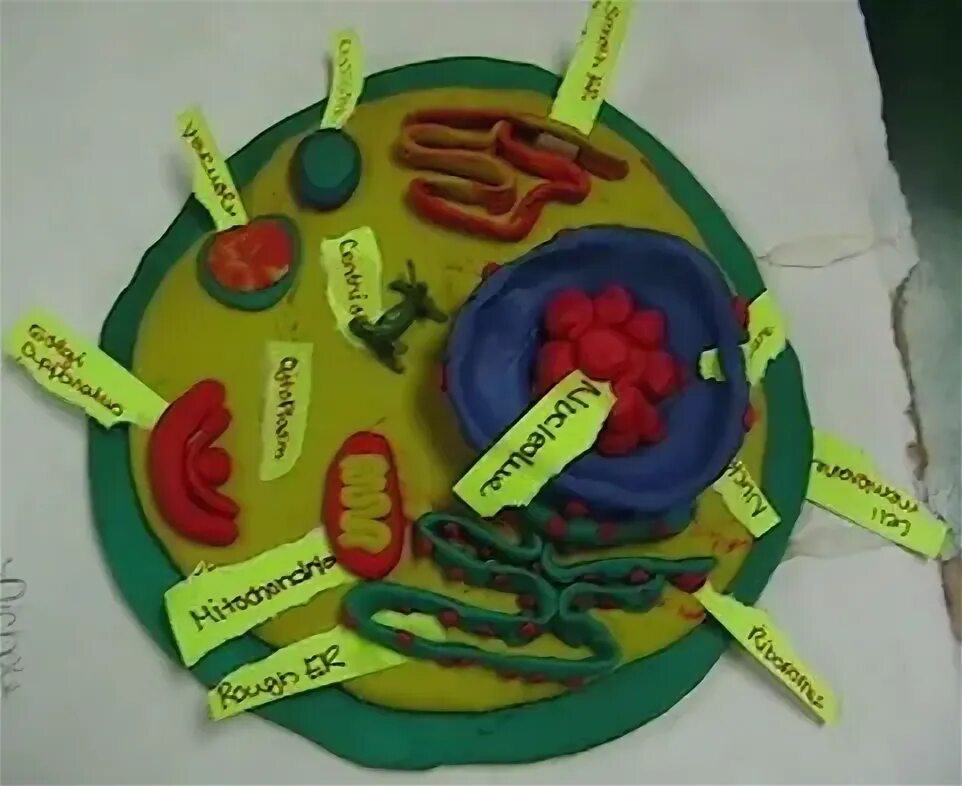 Биология из пластилина. Модель растительной клетки 5 класс биология. Модель бактериальной клетки из пластилина. Проект "модель растительной клетки" 5 класс. Макет клетки животного.