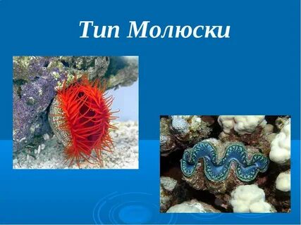 Презентация по биологии моллюски