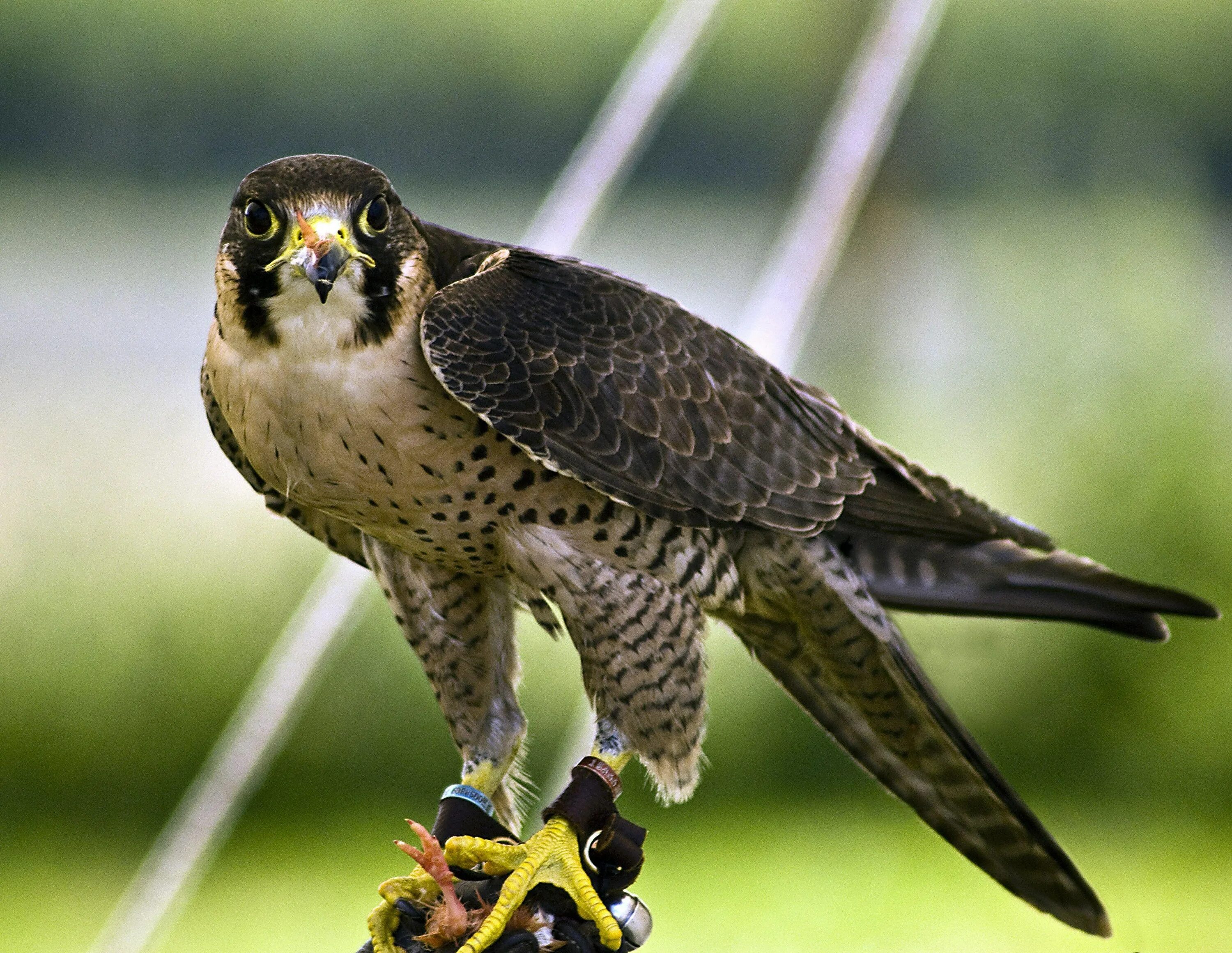 Сапсан википедия. Сапсан птица. сокол сапсан. сапсан falco peregrinus. пустельга кречет сапсан.