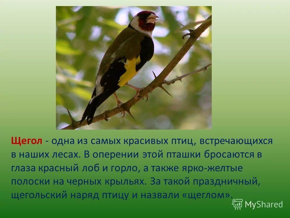 певчий сорокопут. всех птиц встречающихся в этих местах не. редкие птицы москвы и подмосковья. редкие птицы москвы фото. сойка птенец могу забрать родители.