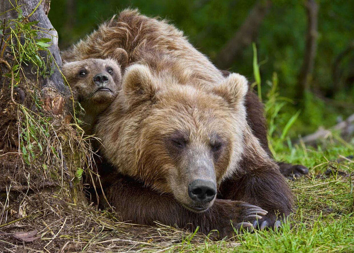 Дикие животные региона. Бурый медведь Уссурийская Тайга. Сахалинский бурый медведь. Северная Америка медведь Гризли. Бурый медведь Сахалин.