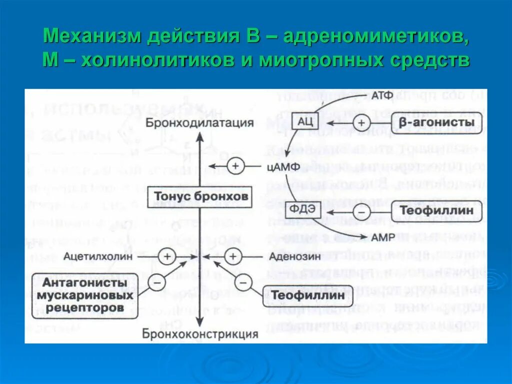 Механизм альфа адреномиметиков. Механизм действия м холинолитиков. Адреномиметики механизм. Адреномиметики механизм действия. Механизм действия теофиллина.