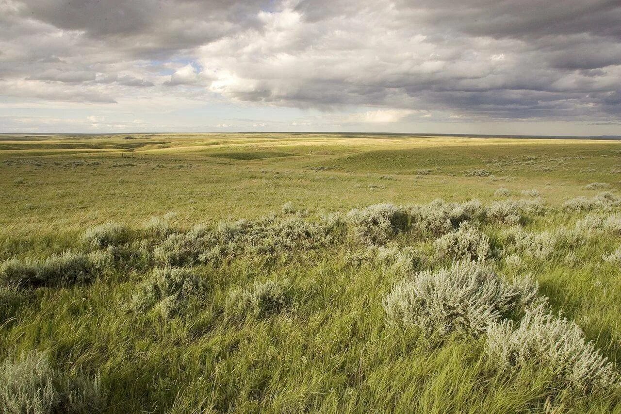 Серед степу. Великие равнины северной америки. Урок степь. Степные просторы оренбург. Степ широкий розстелився ген до небокраю.