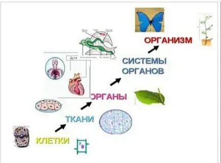 Клетка орган система органов