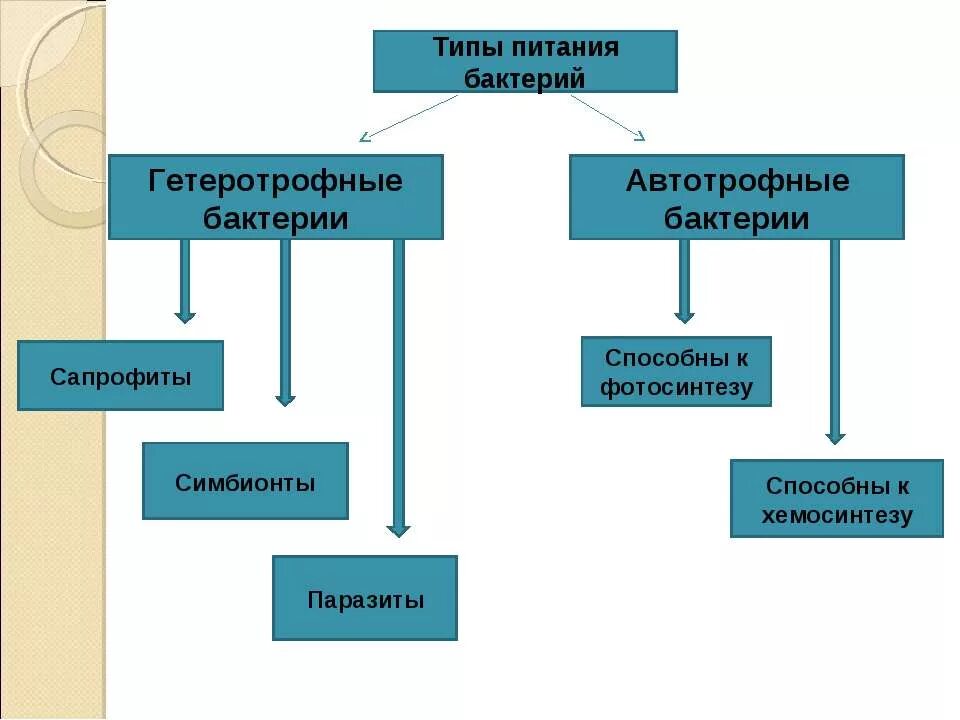 Питание бактерий прокариот. Виды питания бактерий. Типы питания микроорганизмов. Типы питания бактерий схема. Гетеротрофный Тип питания у бактерий.