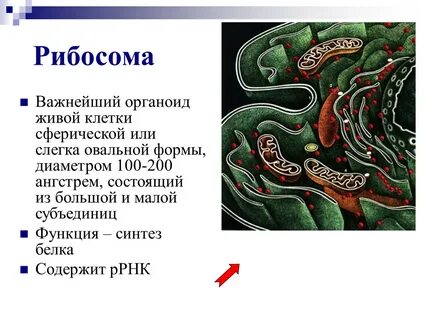 Рибосомы вид форма