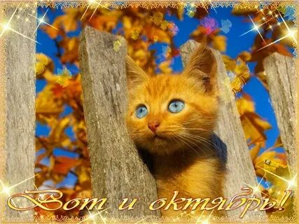 Кот 1 сентября