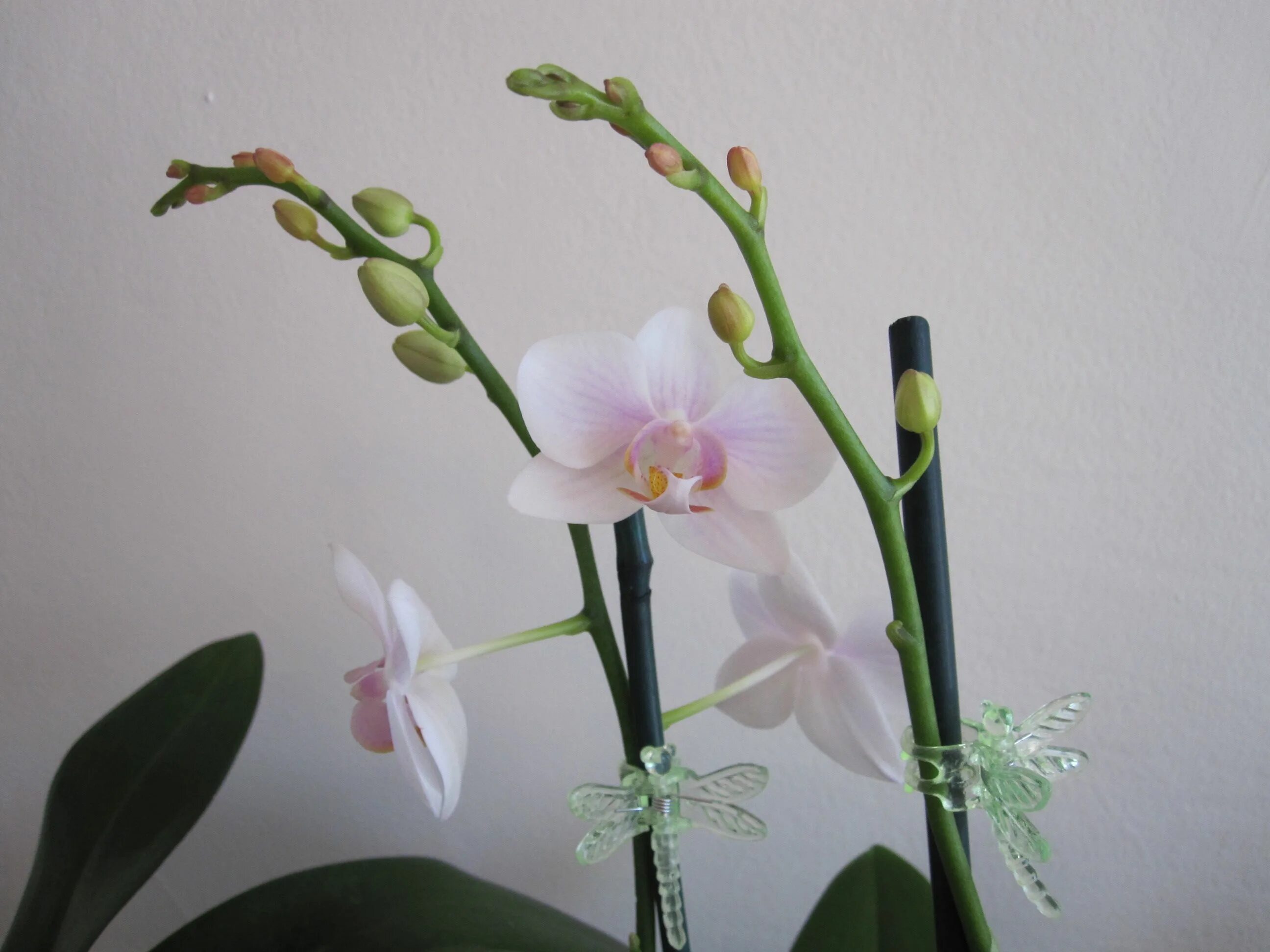 Зацветать отцветать. Фаленопсис Камелия. Орхидея фаленопсис цветонос. Орхидея фаленопсис отцвела. Орхидея фаленопсис цветение.