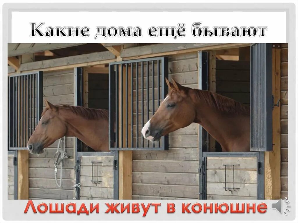 В конюшне живут. Где живут лошади. Лошадь живет в стойле. Конь живет в конюшне.