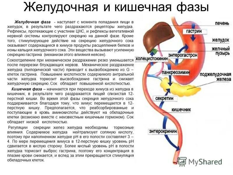 Рефлекторное желудка