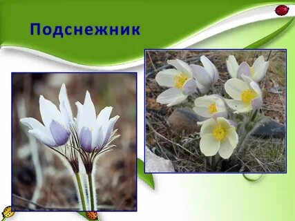 Подснежники в красной книге