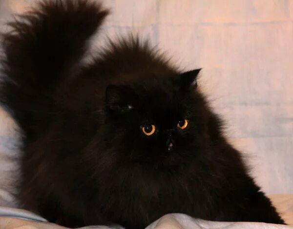 метис экзота. помесь экзота с персом. котята персидские в хорошие руки. персидские коты ульяновск. персидская длинношерстная шиншилла золотая.