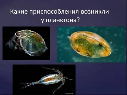 Поверхностные организмы