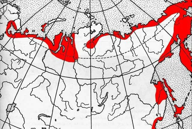 Корюшка ареал обитания. Куница ареал лесная ареал обитания. Ареал тундровой зоны. Пихта сибирская ареал распространения. Широкий ареал.