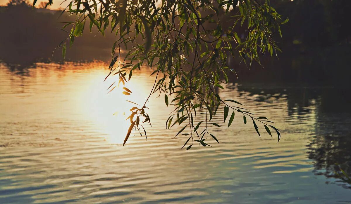 Сентябрь багряной веткой ивы. Плакучая Ива у озера. Ива над рекой. Ива у реки. Ива на закате.