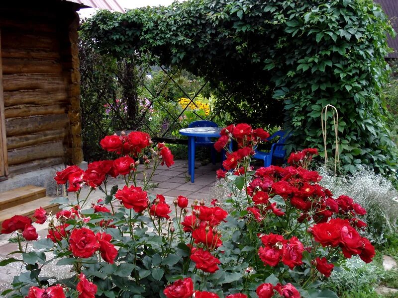 киреевский розарий. розарий на даче. розы на дачном участке. парк сокольники малый розарий. розарий штепа.