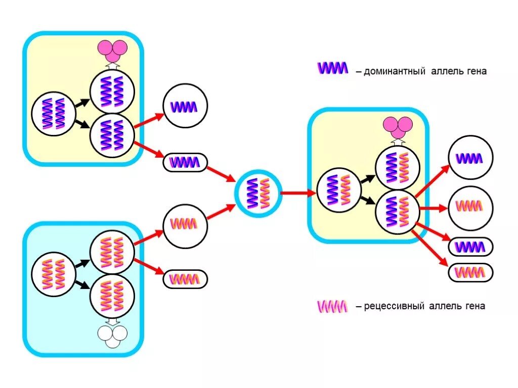 Доминантные гены. Доминантный и рецессивный ген. Доминантные и рецессивные гены. Доминантные и рецессивные гены человека. Ген доминанта