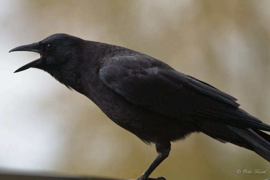 Fallen crow. Crowfall. Fallen crow. Ксавьер падший ангел. Мысли вороны.