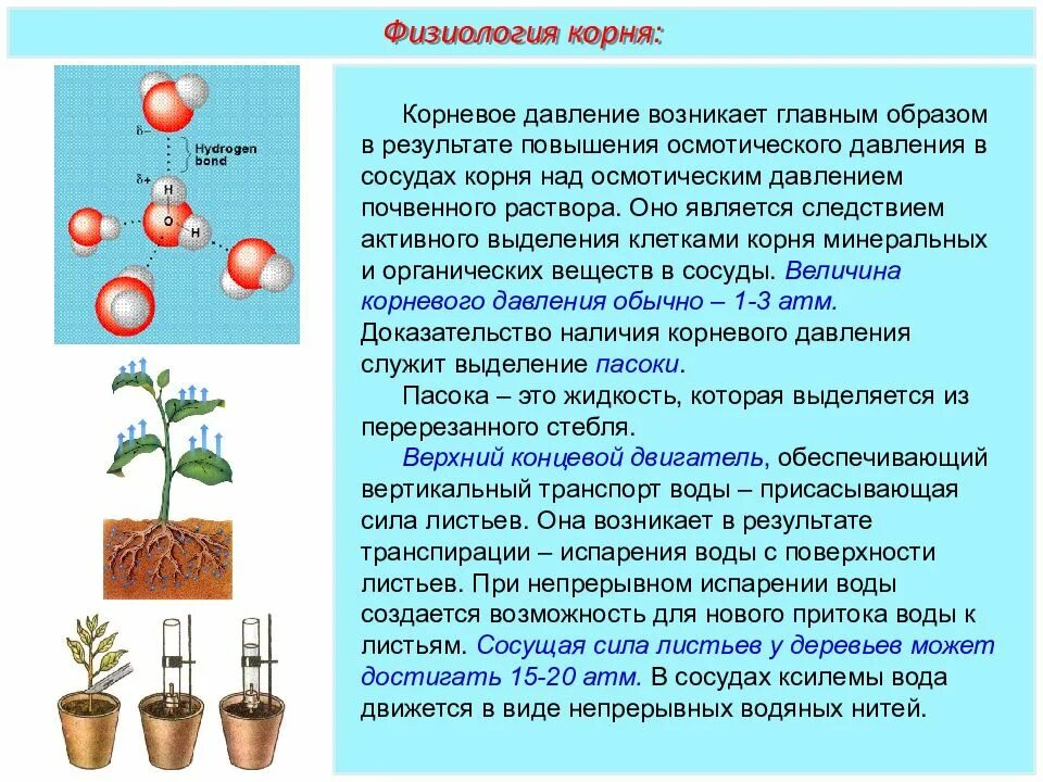 У какого растения корневое давление сильнее. Транспорт воды и Минеральных веществ. Корневое давление. Опыт транспирация растений. Корневое давление схема.