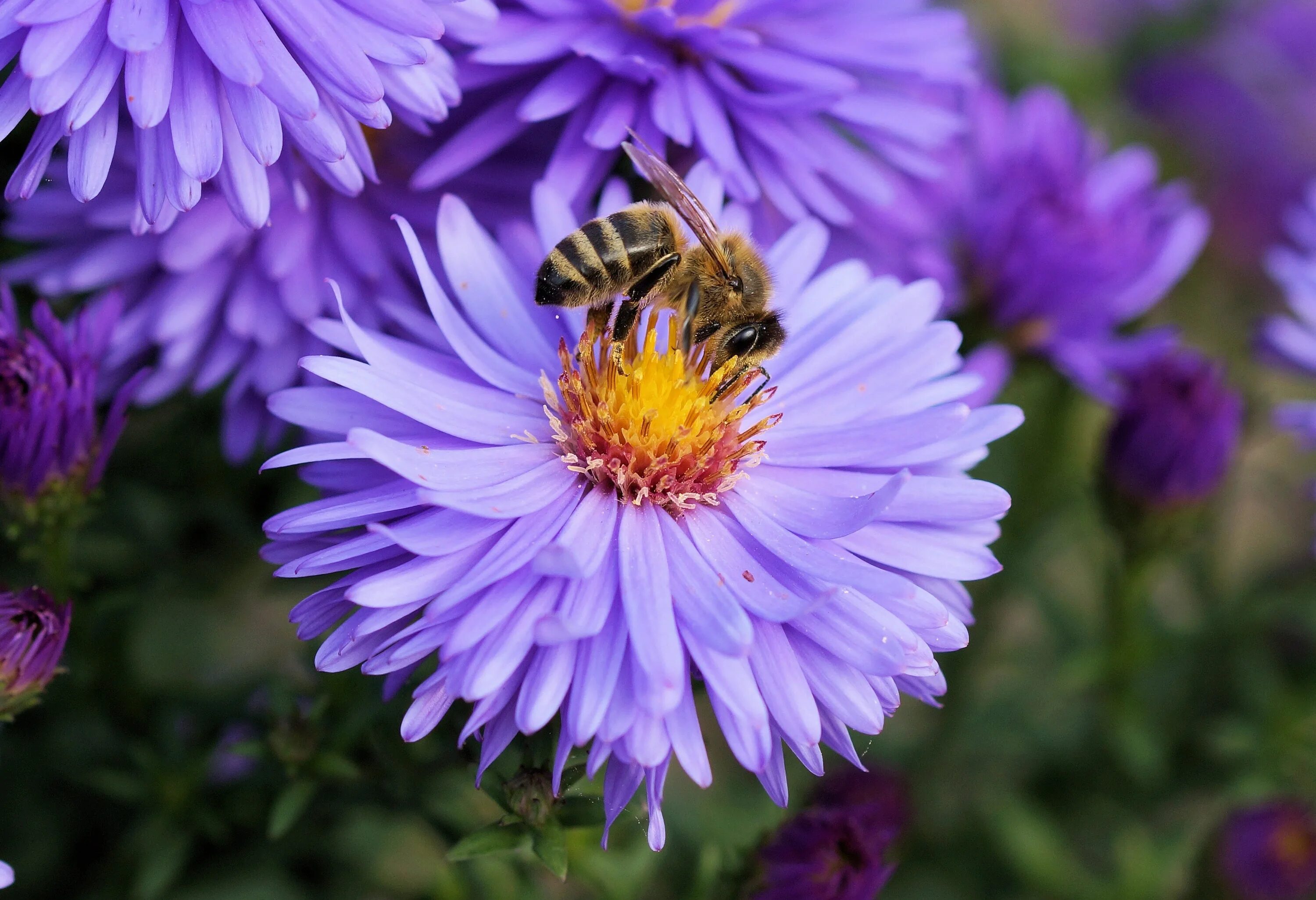 Растение с нектаром. Пчела на цветке. Пчелки на цветах. Пчела фото. Нектар цветка.