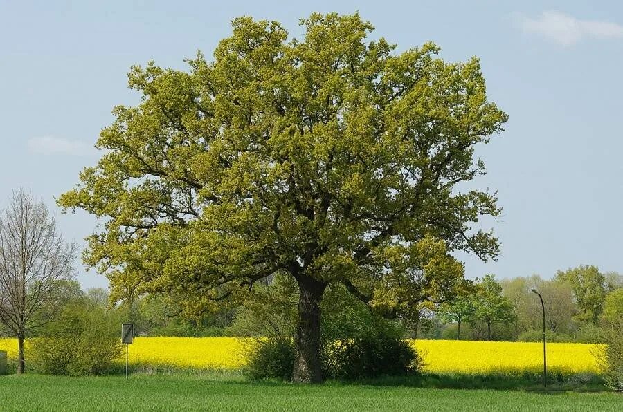 Дуб черешчатый (quercus robur). Дерево дубки. Дерево дубки. Дуб черешчатый (quercus robur). Молодой дуб.