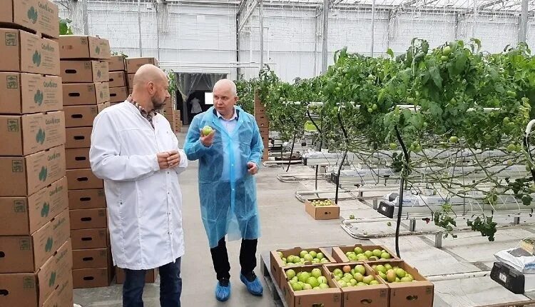 Курск прямой работодатель. Сейм-агро тепличный комбинат. сейм агро ворошнево. сейм агро ворошнево курск. тепличный комбинат ворошнево курская область.