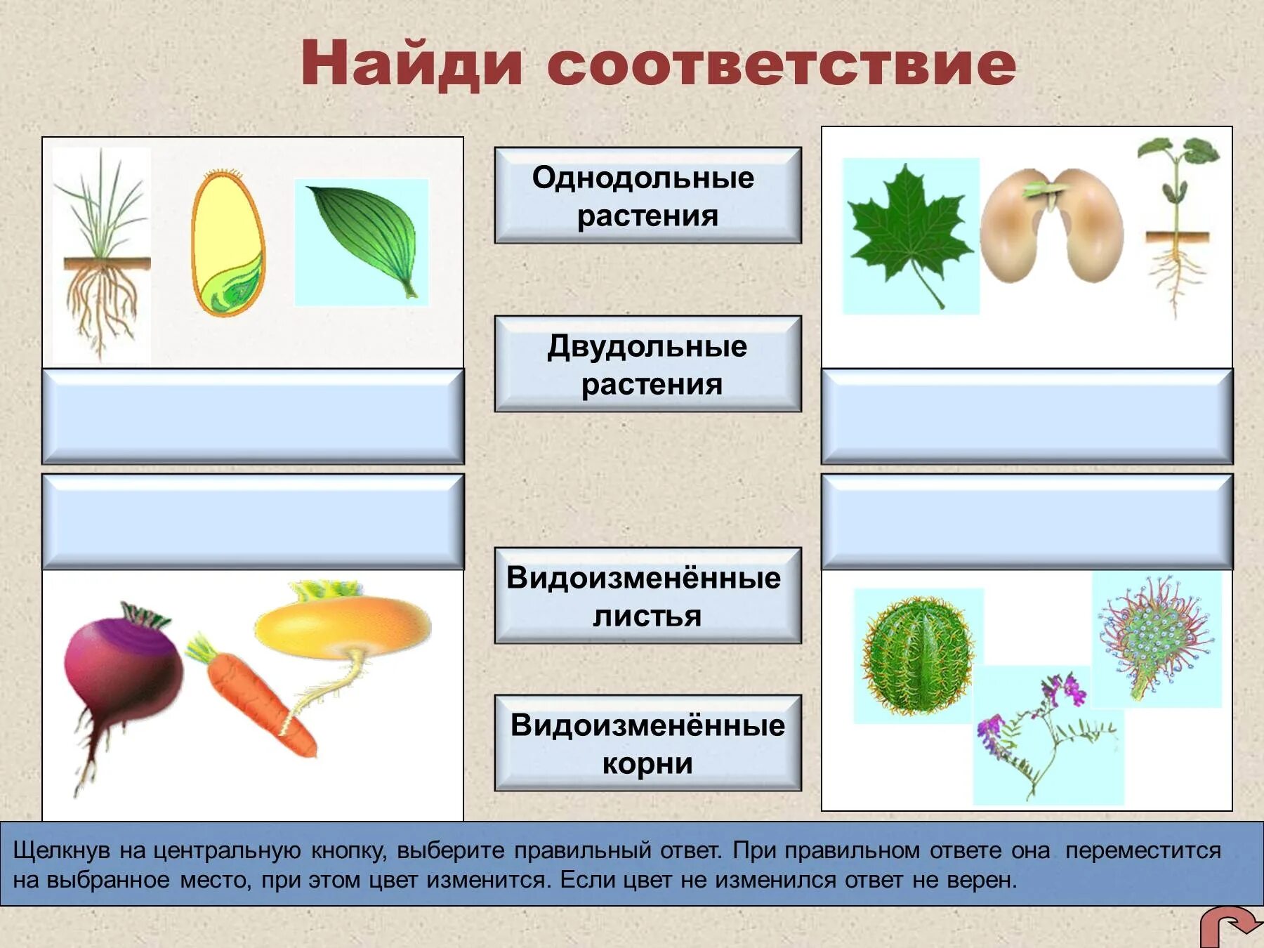 Однодольные и двудольные растения. Цветки однодольных и двудольных растений. Однодольные и двудольные растения примеры. Листья однодольных и двудольных растений. Хвойные и двудольные растения