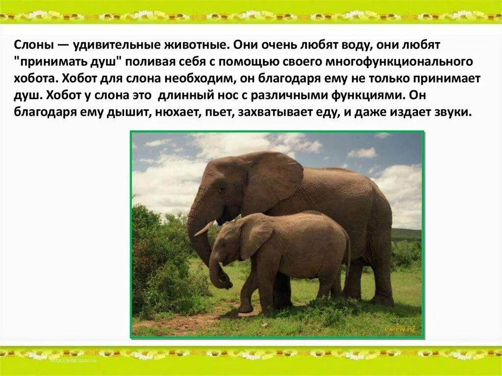 Слон рассказ окружающий мир. Сообщение о слоне. Описание слона. Слон : рассказы. Информация о слонах.