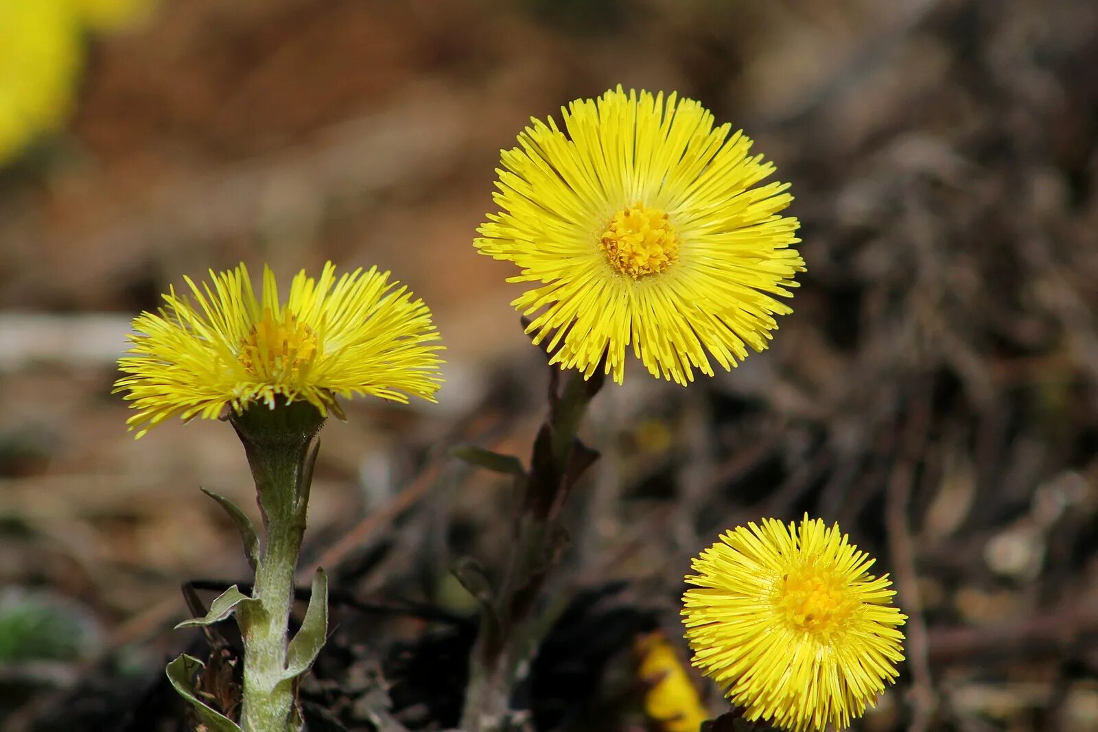 мать и мачеха плод. мать-и-мачеха. мать и мачеха растение. мачеха цветок. мать-и-мачеха.
