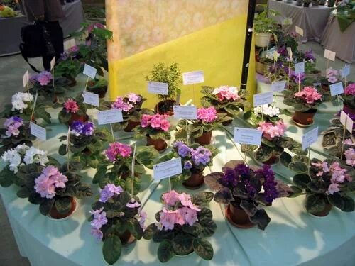 фиалка центр ввц черенки